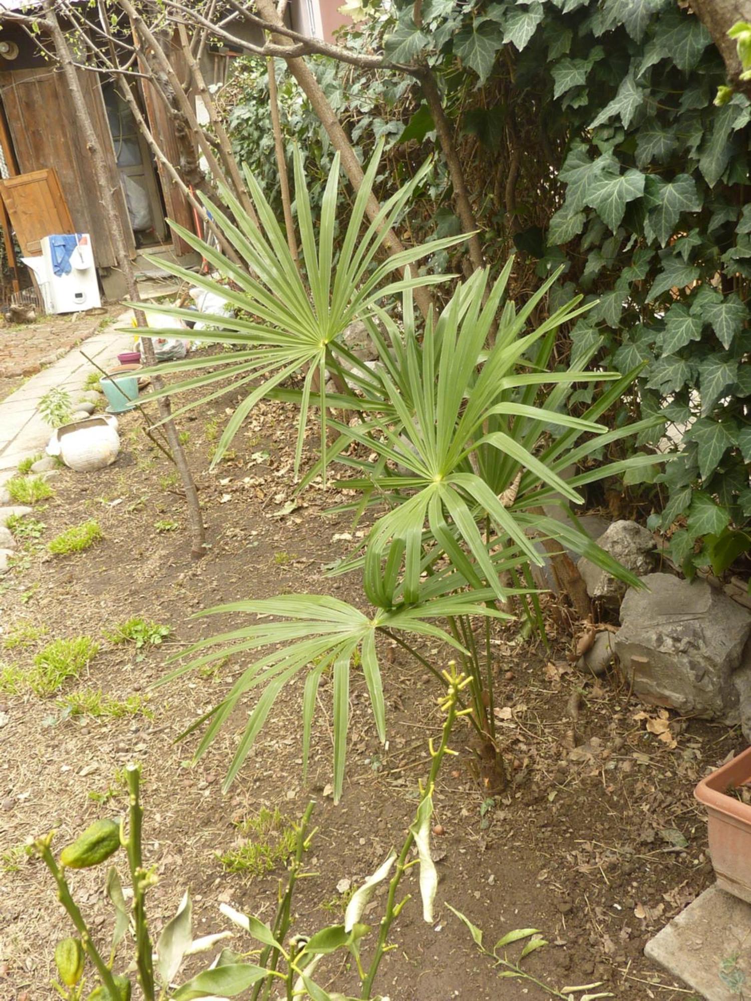Gardens In Vake, Tbilisi Exterior foto